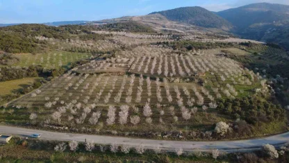 Manisa’da badem ağaçları çiçeklerle bezendi