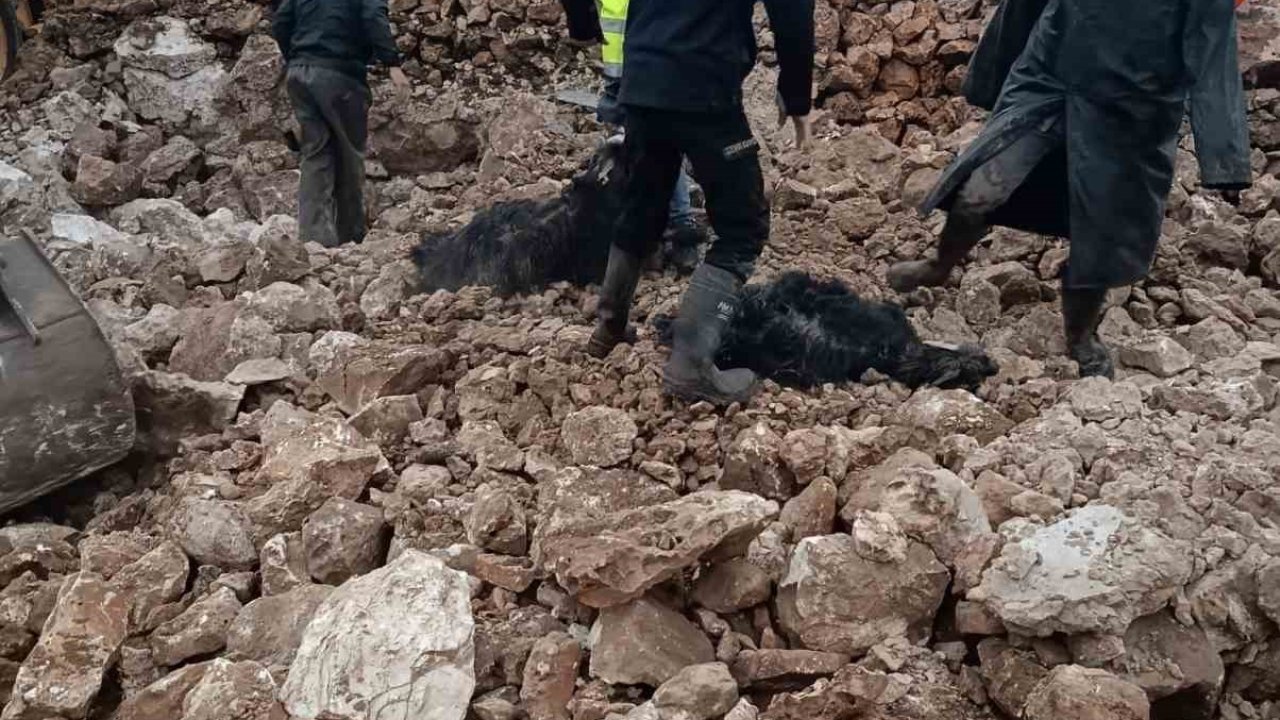 Mardin’de ahırın çökmesi sonucu 30 küçükbaş telef oldu