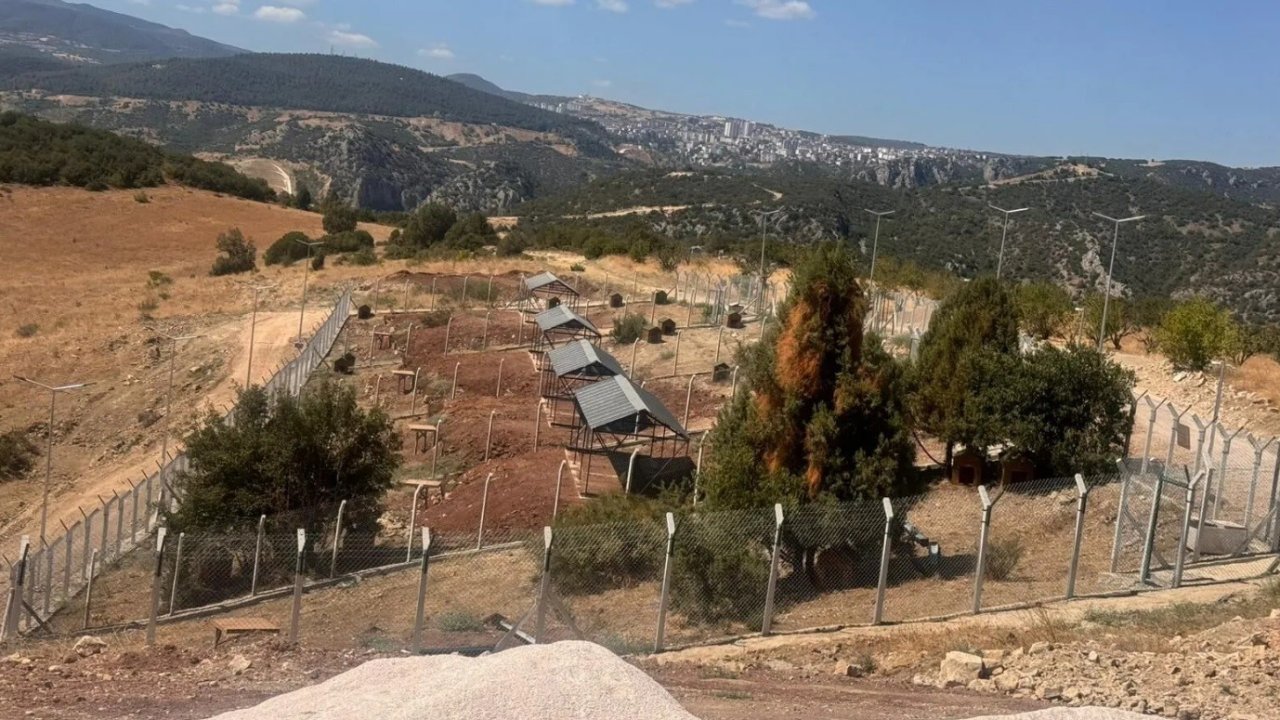 Milyonluk Sokak Hayvanları Doğal Yaşam Alanı ortada kaldı