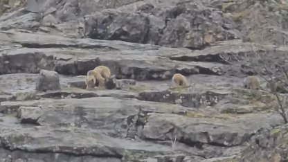 Munzur Vadisi’nde anne ayı ve yavruları görüntülendi