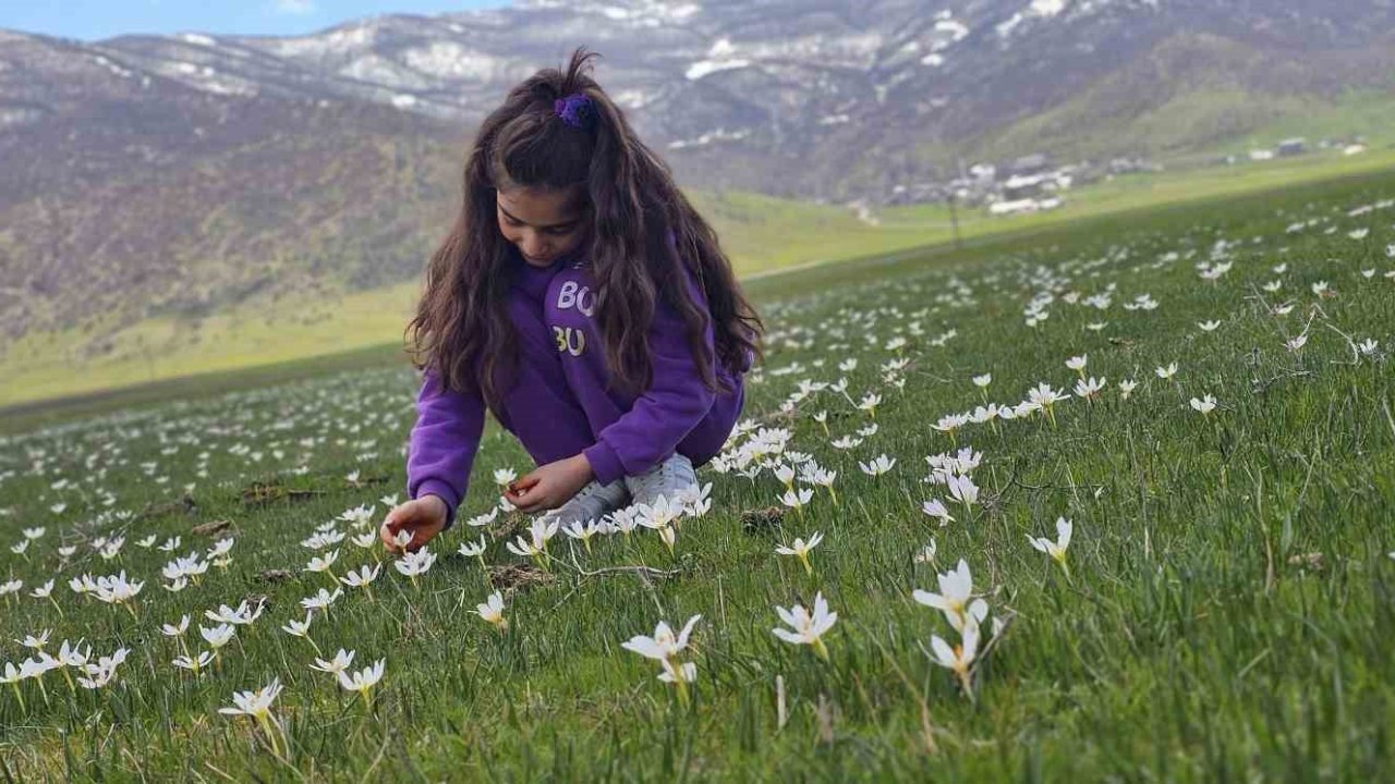Muş Ovası çiğdemlerle renklendi