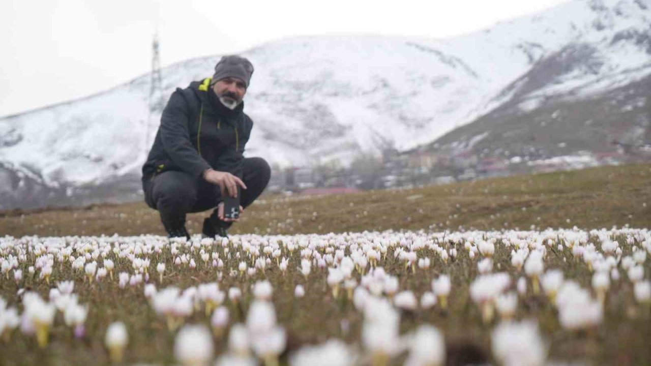 Muş Ovası’nda çiğdemler yeniden yüzünü gösterdi