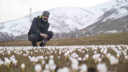 Muş Ovası’nda çiğdemler yeniden yüzünü gösterdi