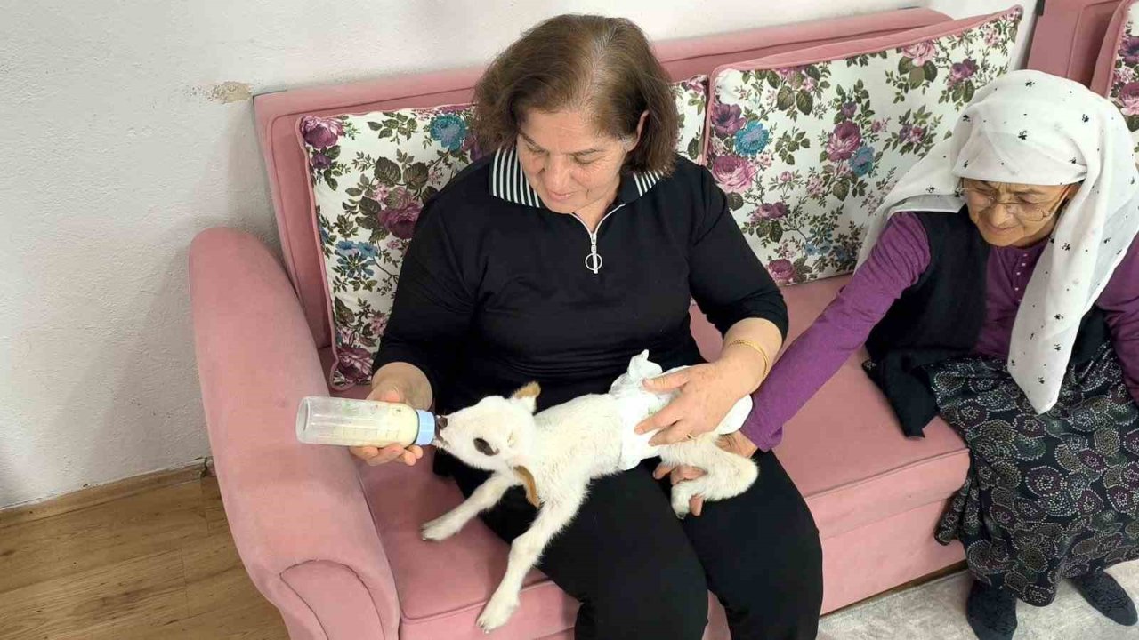 Öksüz kuzu "Balım", Şenol ailesinin şefkatiyle hayata tutundu