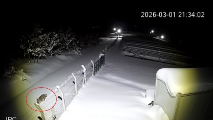 Ordu’da nesli tükenmekte olan vaşak görüntülendi