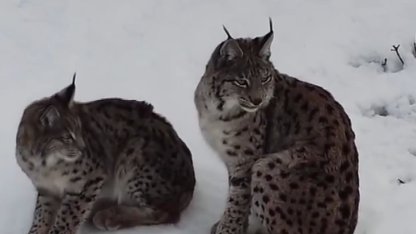 "Ormanın hayaleti" vaşak ailesi Refahiye’de havadan görüntülendi