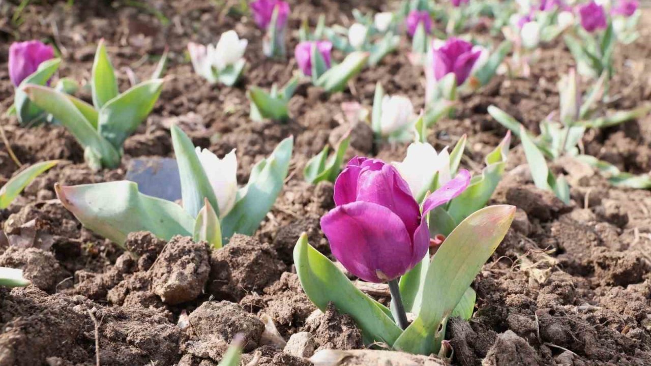 Osmangazi’nin her bir noktası çiçek açtı