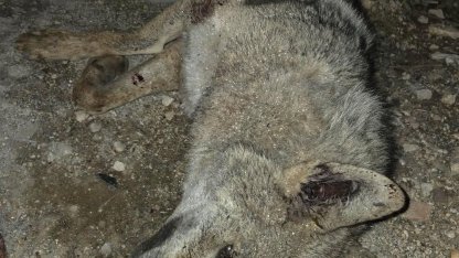 Otomobilin çarptığı kurt telef oldu