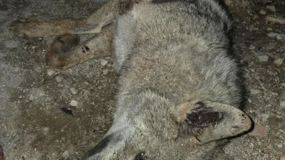 Otomobilin çarptığı kurt telef oldu