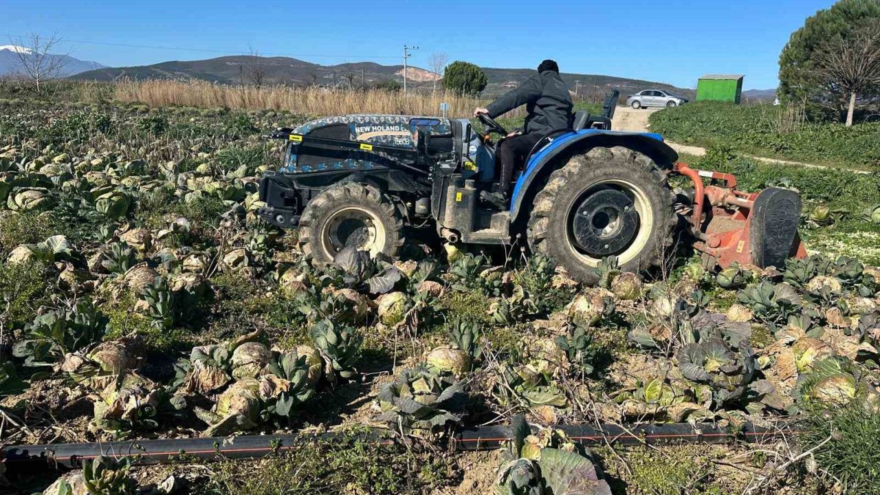 Pazarda 70 lira ama yüzbinlercesi tarlada çürüdü: Üreticiler Tarım Kredi’ye çağrı yaptı