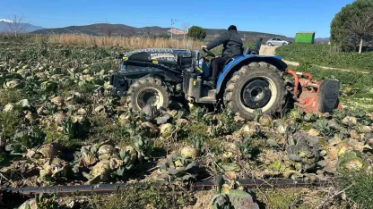 Pazarda 70 lira ama yüzbinlercesi tarlada çürüdü: Üreticiler Tarım Kredi’ye çağrı yaptı