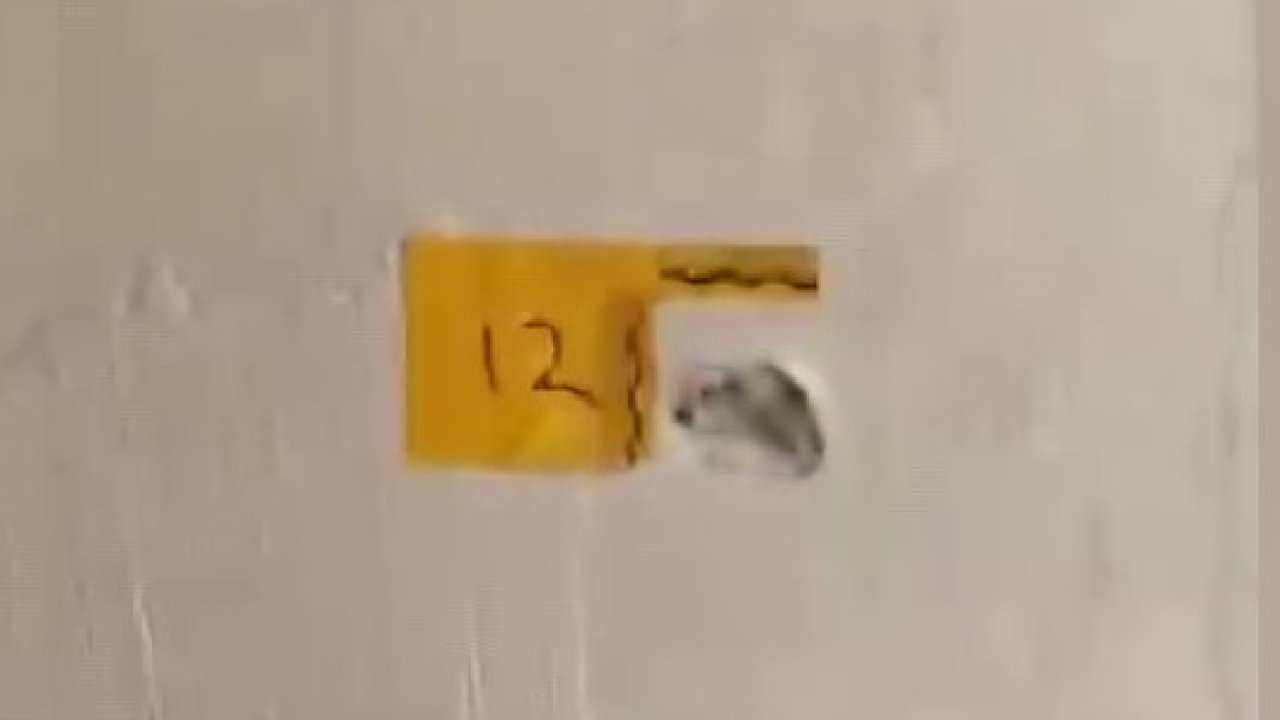 "Polisiz" diyerek eve giren şüpheliler anne ile oğlunu vurdu