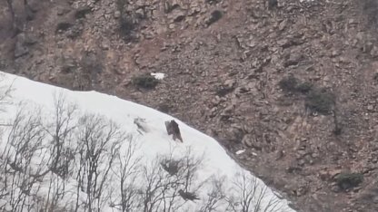 Pülümür Vadisi’nde oyun oynayan ayılar görüntülendi