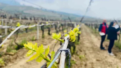 Salihli’de yağışlar Ölükol riskini artırdı