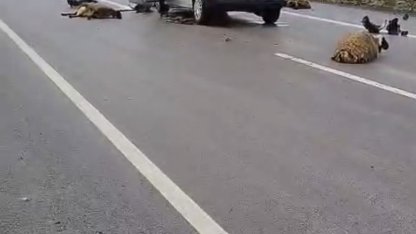 Şanlıurfa’da araç koyun sürüsüne çarptı: 10 koyun telef oldu