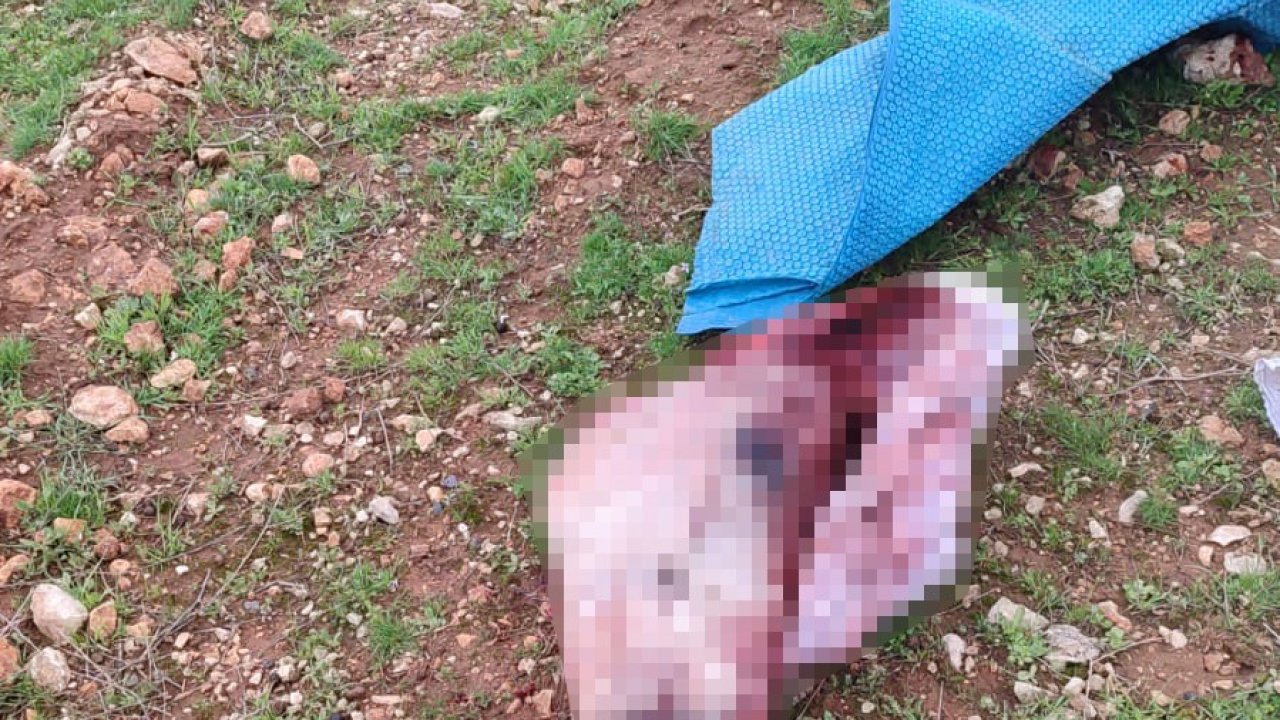 Şanlıurfa’da mide bulandıran görüntüler: Kesilmiş at kafası ve parçaları bulundu
