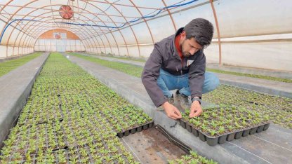 Şanlıurfa’da seralarda 400 bin yazlık çiçek üretiliyor