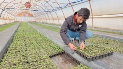 Şanlıurfa’da seralarda 400 bin yazlık çiçek üretiliyor
