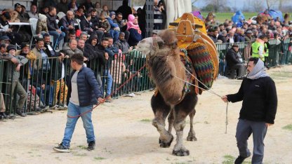 Saruhanlı’da deve güreşlerine binlerce vatandaş akın etti