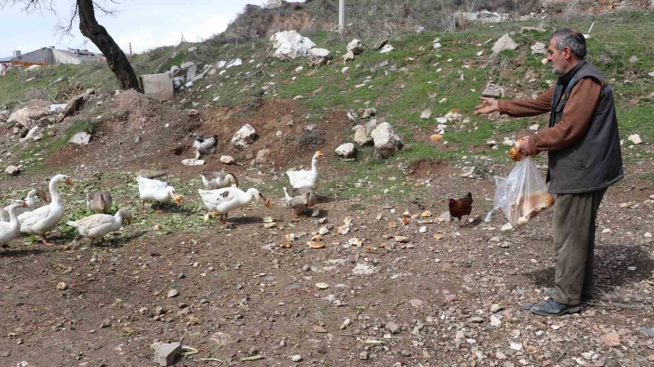 Şehirde renkli görüntüler oluşturan firari kazlar, yuvalarında görüntülendi