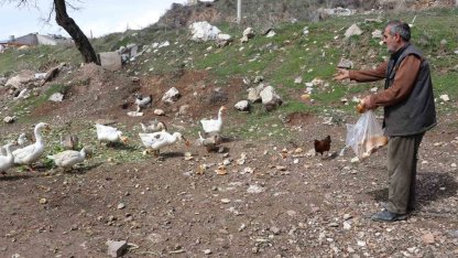 Şehirde renkli görüntüler oluşturan firari kazlar, yuvalarında görüntülendi