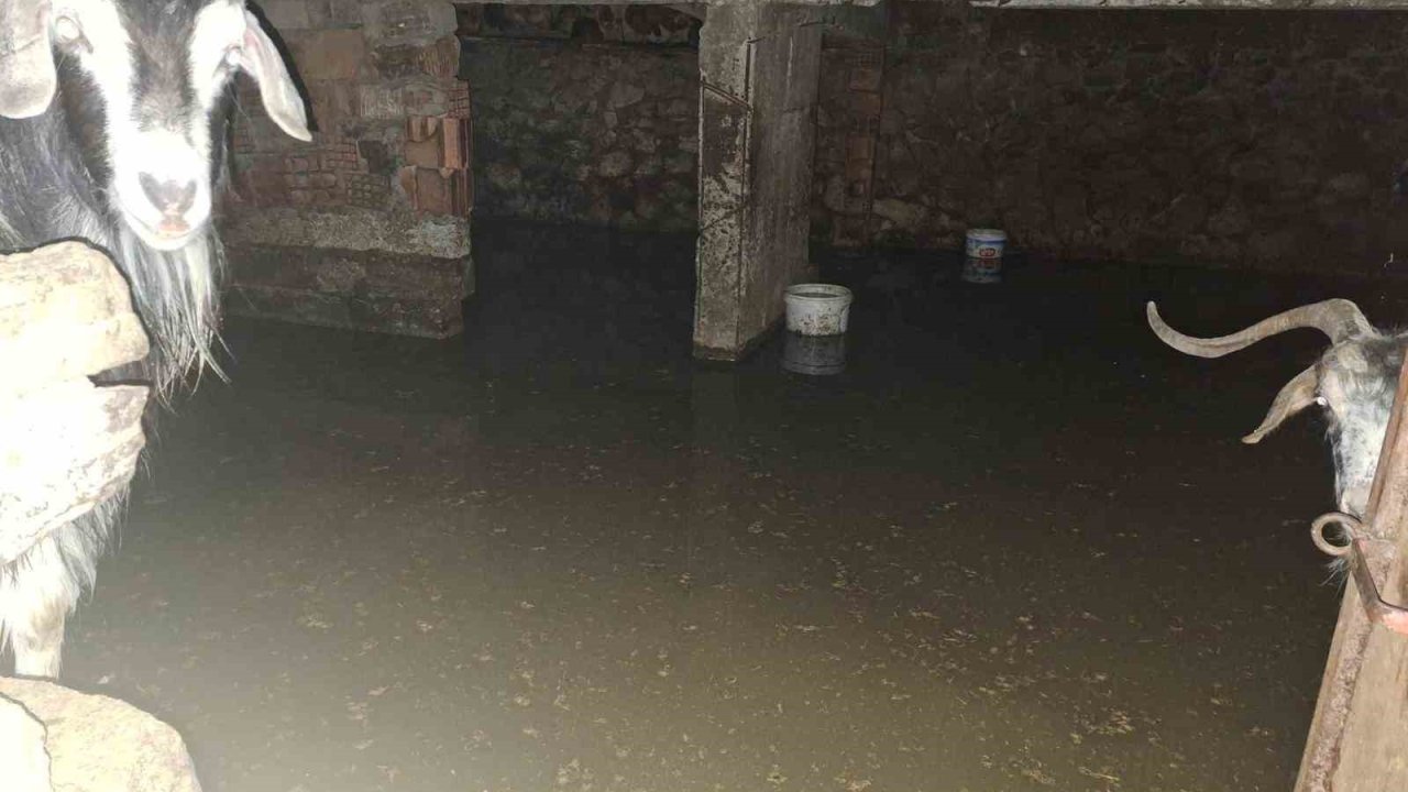 Sel ahırı bastı, 12 keçi ekipler tarafından kurtarıldı