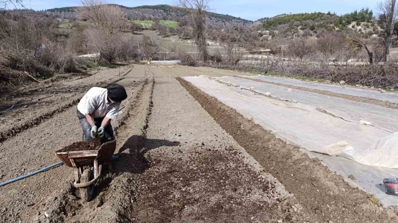 Selendi’de tütün üreticisinin zorlu mesaisi başladı