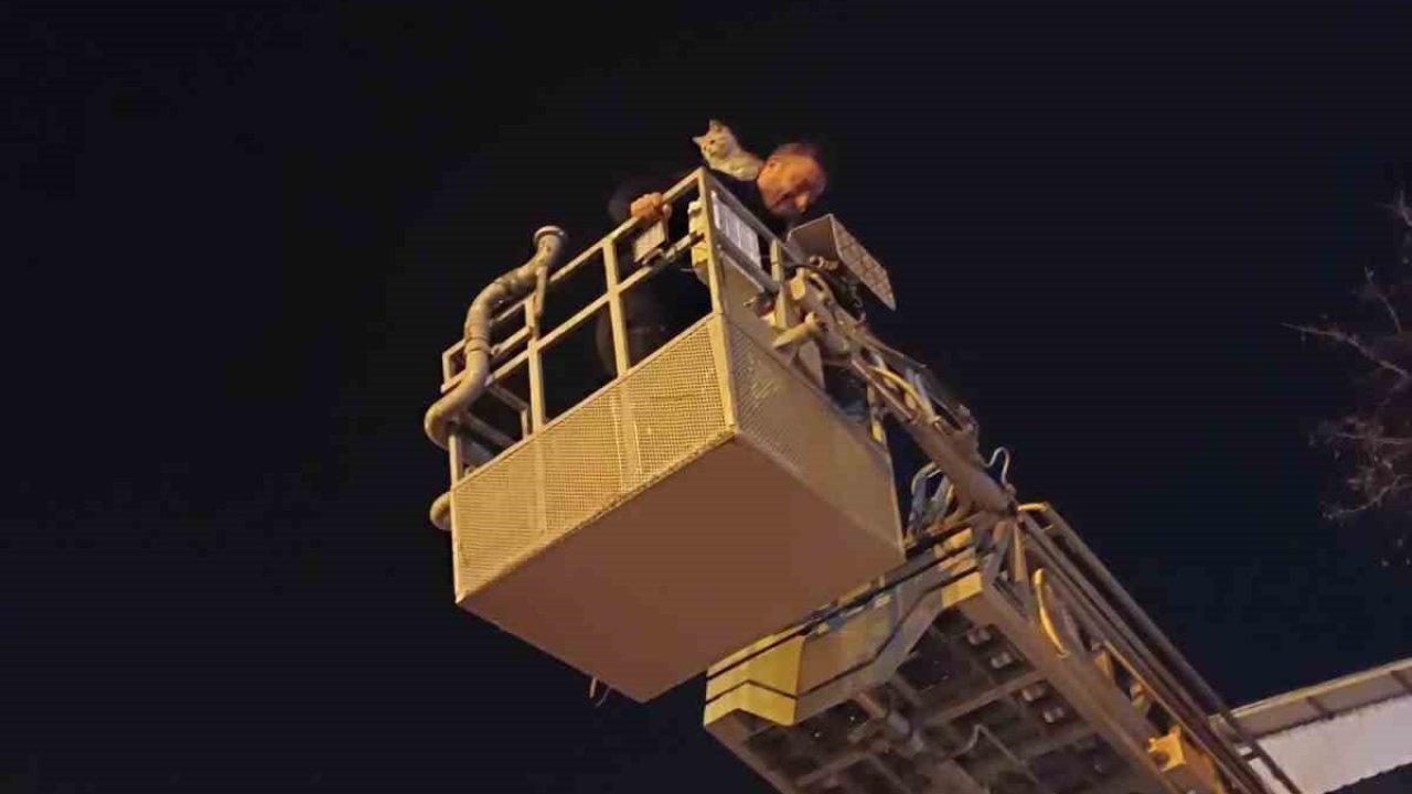 Siirt’te ağaçta mahsur kalan kedi itfaiye ekiplerince kurtarıldı