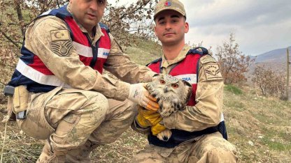 Siirt’te nesli tehlike altındaki kulaklı baykuş koruma altına alındı