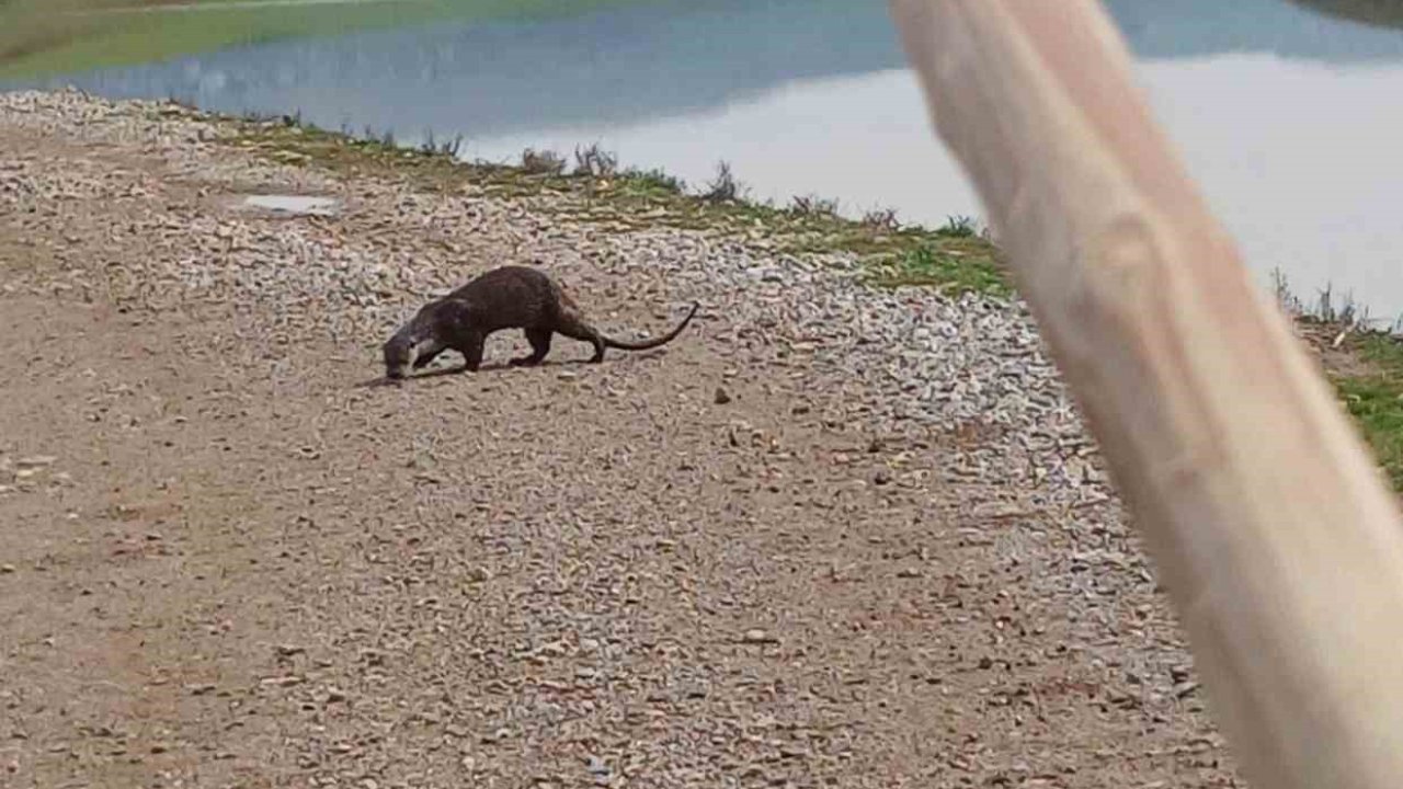 Siirt’te nesli tükenme tehlikesi altındaki su samuru görüntülendi