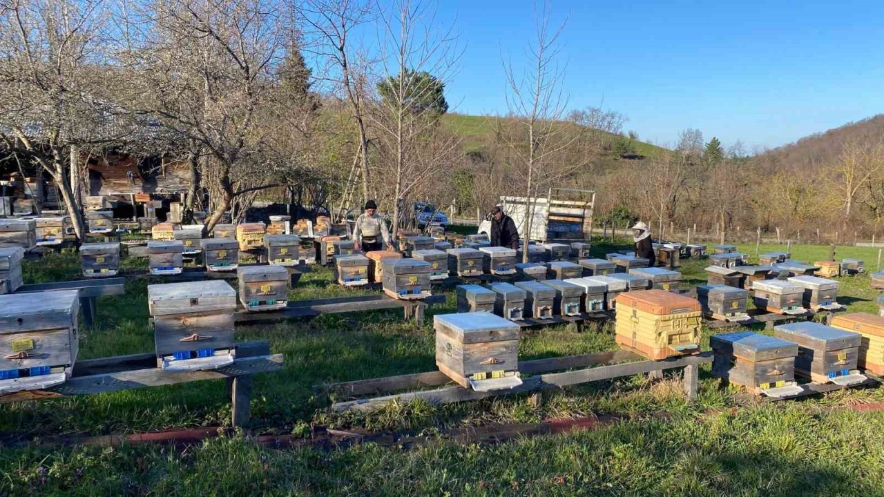 Sinop’ta soğuk hava arıcılığı olumsuz etkiliyor