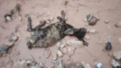 Şırnak’ta sel göçerleri vurdu: Hayvanlar telef oldu, çadırlar sular altında kaldı