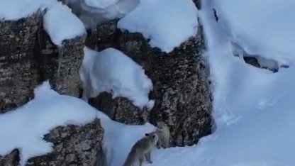 Şırnak’ta tilkiler kar üstünde yiyecek ararken görüntülendi