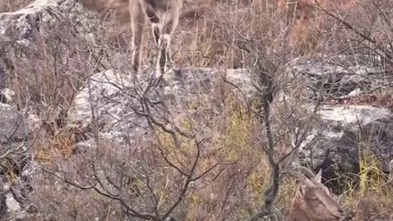 Sivas’taki vahşi yaşam, Milli Parklar kamerasına yansıdı