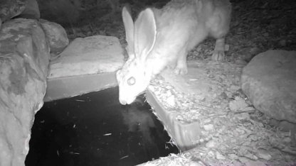 Su içen yaban hayvanları fotokapanla görüntülendi