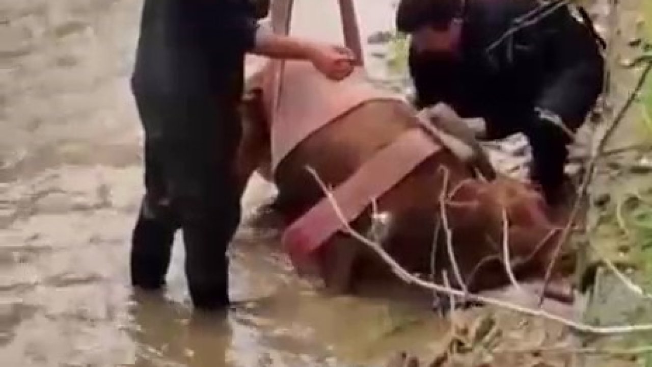 Sulama kanalına düşen ineği itfaiye kurtardı