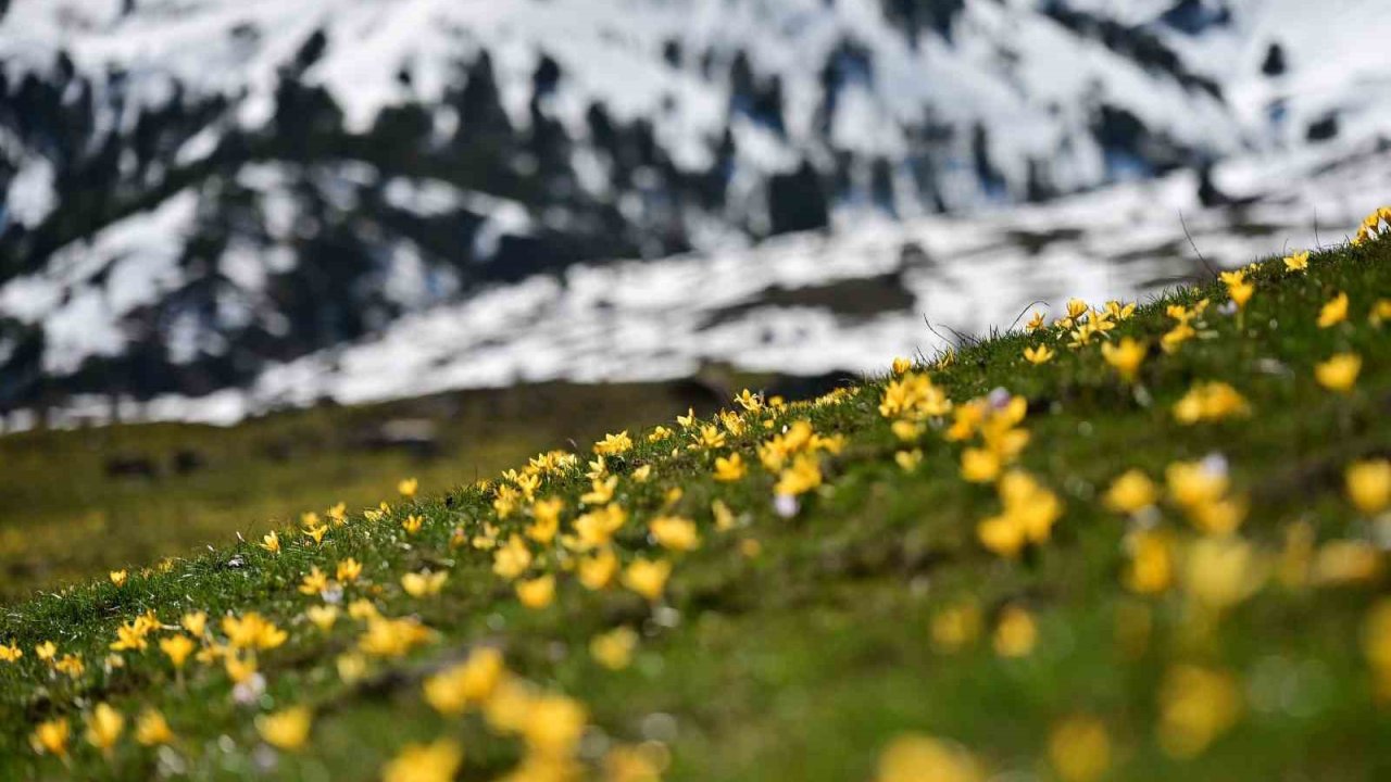Süleymaniye’de renk cümbüşü: Sarı ve mor çiğdemler açtı