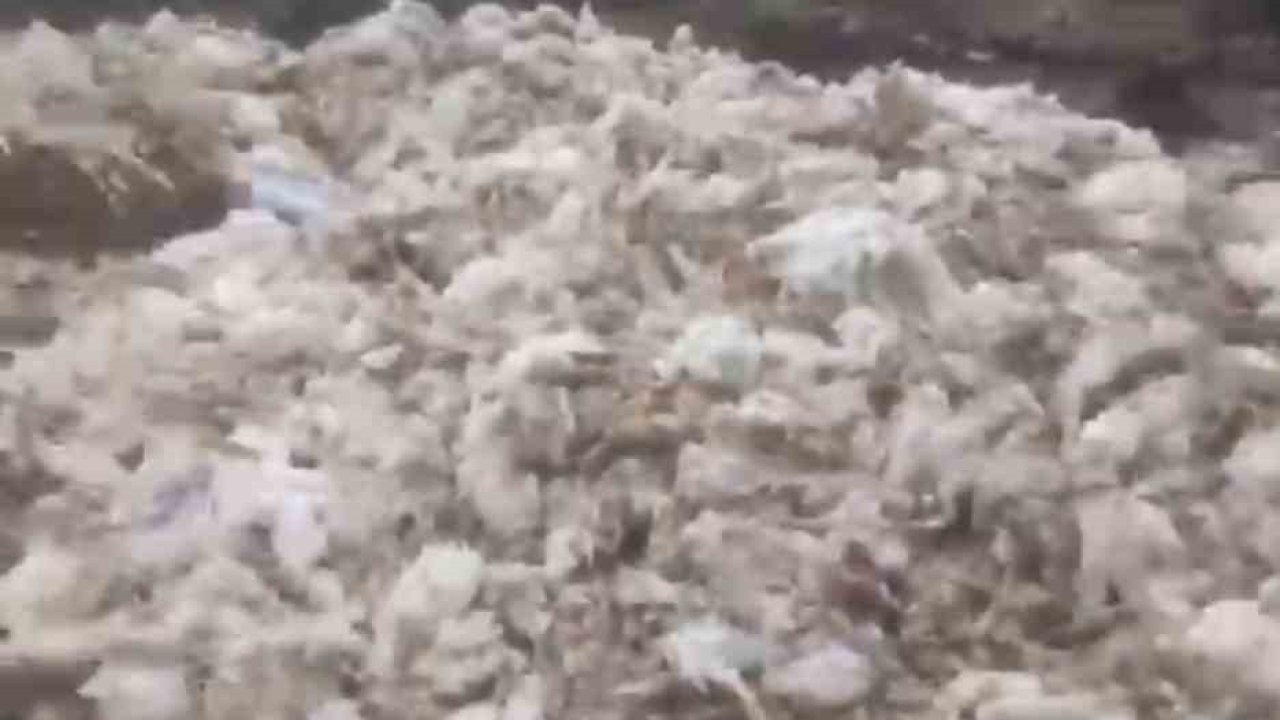 Tarsus’ta ölü tavuklar ormana atıldı