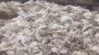 Tarsus’ta ölü tavuklar ormana atıldı