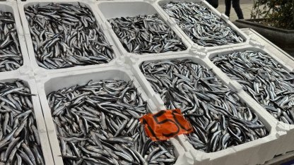 Tezgahlarda hamsinin son günleri: Kilosu 150 liradan satılıyor