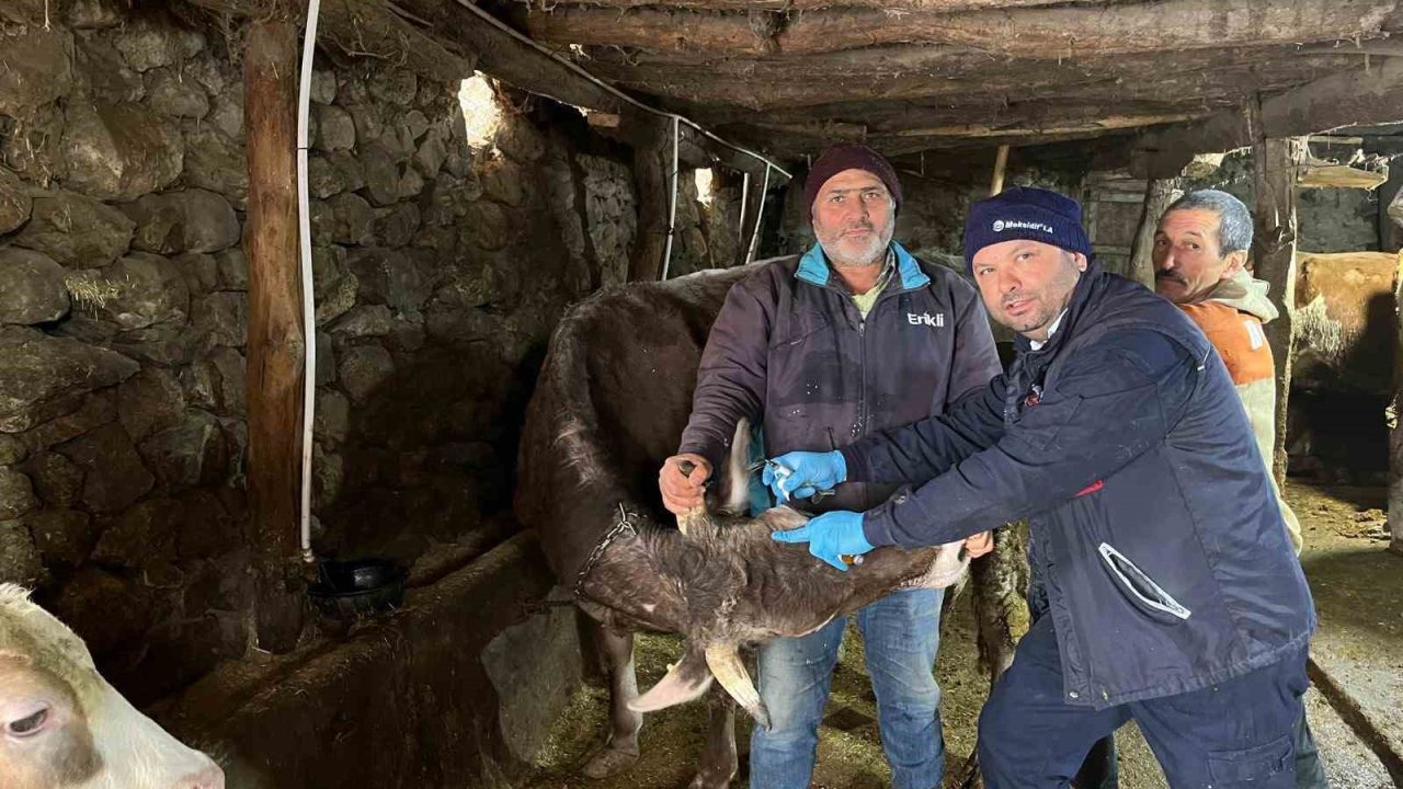 Tokat’ta şap hastalığına karşı yoğun mesai
