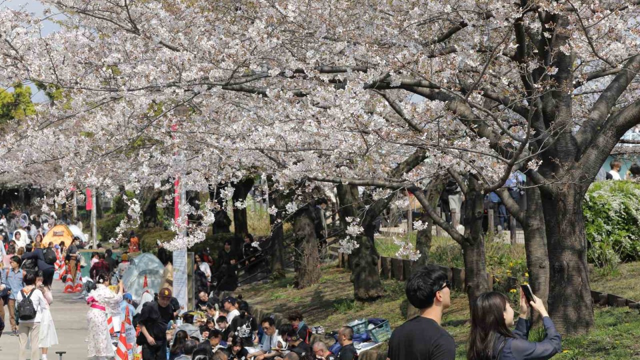 Tokyo’da Sakuralar izleyenlere görsel şölen yaşattı