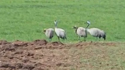 Türkülere konu olan turnalar Tunceli’de görüntülendi