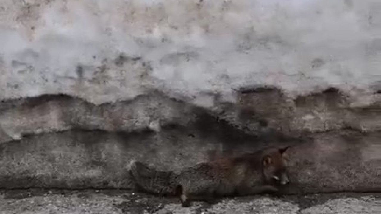 Uludağ’da tilkiye çarpan otomobil sürücüsü yaralı halde bırakıp kaçtı