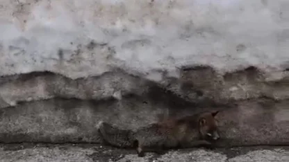 Uludağ’da tilkiye çarpan otomobil sürücüsü yaralı halde bırakıp kaçtı