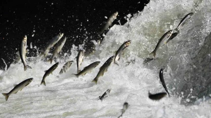 Van Gölü Havzası’nın doğusundaki yağış bolluğu tarımı ve inci kefali göçünü olumlu etkileyecek