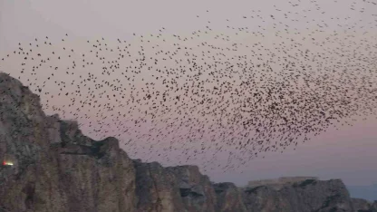Van Kalesi’nde eşsiz bir gösteri: Sığırcık kuşları havada dans etti