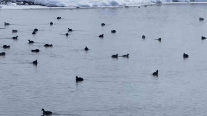 Van’da Kaz Gölü kuşların mekanı oldu