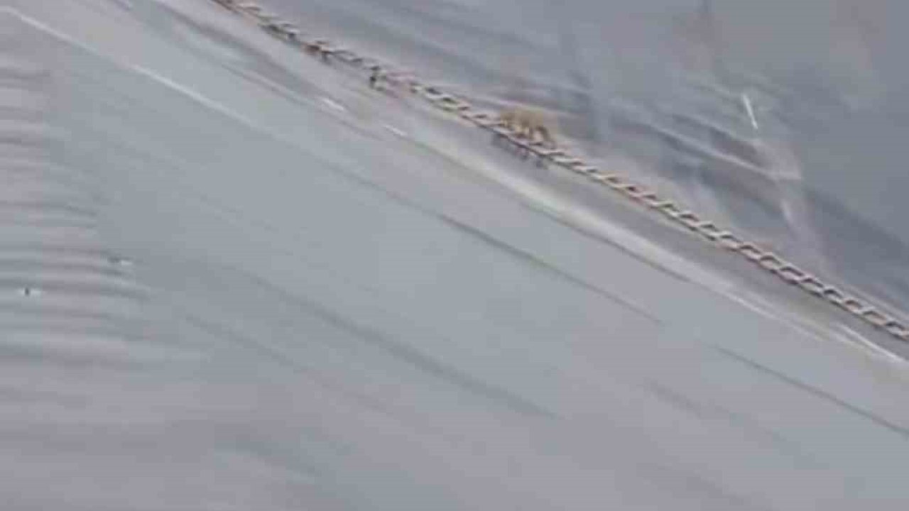 Yapay gölete düşen çakal merdivenle kurtarıldı