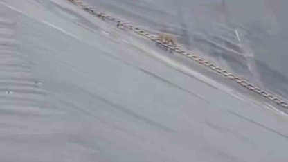 Yapay gölete düşen çakal merdivenle kurtarıldı